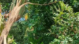 monkey forest ubud Bali