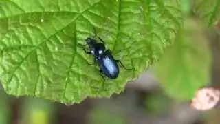 LUCANE Carabo&iuml;de / Platycerus caraboides ! BRUITX