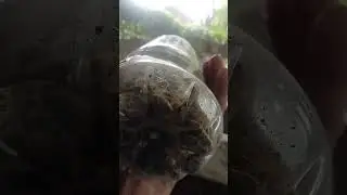 how To Propagate  Silver Button wood Plants Using Floral foam/Bottle