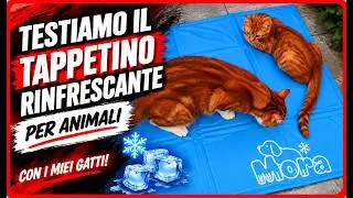 Testiamo il tappetino rinfrescante per animali con i miei gatti!