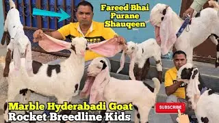 Quality Main Hyderabadi Bakriya| Marble Breedline Hyderabadi Goat's Kids | Fareed Bhai| Tolichowki