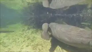 Manatees: Annie's Newborn Calf