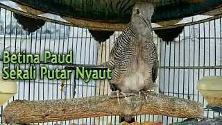 Suara Perkutut Bangkok Betina Paud Ini Bikin Perkutut Jantan Seketika Nyaut