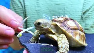ASMR Mukbang | Turtle Eats Tomioka Giyu (Demon Slayer) Watermelon Carving 🐢🍉💧