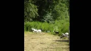 trupan.wmv
