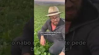 Como controlar nabo e azev&eacute;m com select, 2,4d ou outro qualquer graminicida  ?