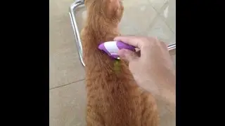 EVERMAX - Electronic Lice Comb