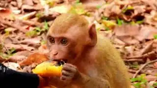 Monkey Grab In Cambodia Good All Monkeys In Khmer #048