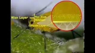 08. Insect cuticle wax and water balance