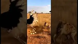 Ostrich vs Hyena &ndash; Brutal Nest Defense