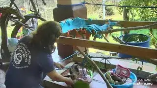 Baby sloths Fiesta & Beanie - 04/11/24 - SlothTV via explore.org