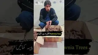 Grow Paulownia Trees and Earn Money | High Profit Tree Farming Business
