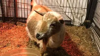 Fiona&rsquo;s Labor! Nigerian dwarf goat labor!