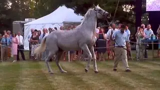 Holy Bull!