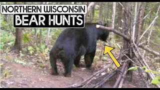 NORTHERN WISCONSIN  BEAR HUNTS