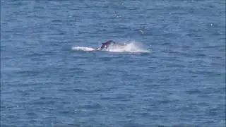 Tom & Tanya Spot Dolphins Offshore at Funchal Madeira