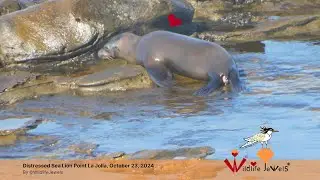 Distressed Sea Lion at Point La Jolla Needs Help