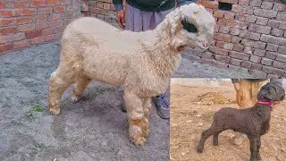 Mundre chatre Ablak Kale Chatre  Asif Mundra Farm Lakhe Mundre kake Mundre
