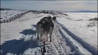 Running Dog Sled Tours in Teton Valley, Idaho! 😊
