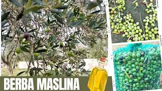 Kako Izgleda Berba Maslina I Peroj Istra