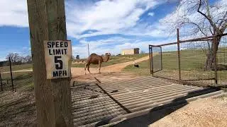 Awesome Camel Up-close Encounter