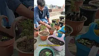 Protecting My Marigold Plants From The Mischievous Squirrels 🐿️🌼