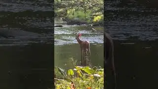 Deer wading