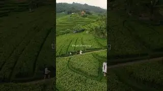 The Art of Noticing #travel #cinematic #nature #beautifuldestinations #tropical #bali