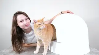 pidan Igloo Litter Box Review (We Tested It for 3 Weeks)