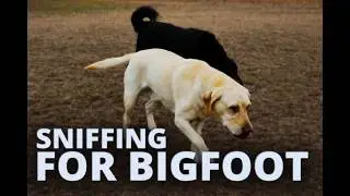 Trail talk with dogs,What they can get into .