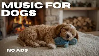 Separation Anxiety Relief for Dogs 🐾 | 12 Hours of Calm