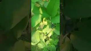 guava plant tips and care🍈