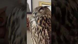 Sleeping owl #shorts #owl