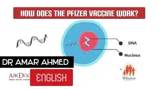 How Does the Pfizer Vaccine Work? (English)