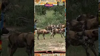 Singa Kalah Konsisten dari Predator Ini #shorts  #animals #wilddog