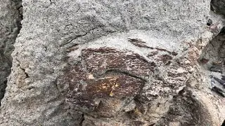 Dinosaur Skin FOUND:  Perfectly Preserved Fossil Shocks Scientists!