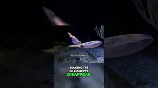Тайны морских глубин: светящиеся охотники и световые шоу! 🎣✨ #шорты
