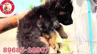 10 male nd female dog available-stud service open-