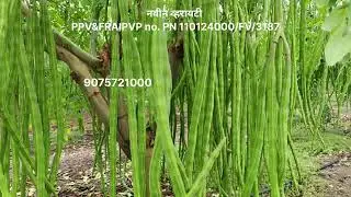 शेवगा लागवड 