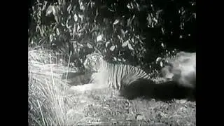 Tiger vs Lion - The most complete Devil Tiger Sumatran Tiger vs African Lion Fight - Tiger won.