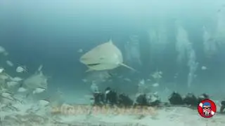 Bull Shark diving with Phantom Divers