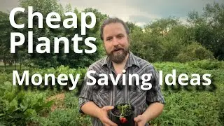 Cheap plants, How to save money in the Garden, ideas to grow your Home Garden for little to no Money