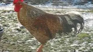 Le chant du Coq