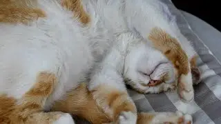 Feline Wisdom: Spiritual Lessons Cats Teach Us About Life | Divine Designs