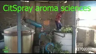 Eucalyptus Oil Extraction