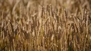 Wheat Field  Free Copyright Stoke HD  Footage Amazing Video Free Download