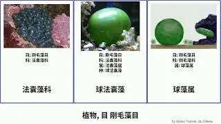 植物, 目 刚毛藻目 plants Fuse Cladophorales 法囊藻科 刚毛藻科 刚毛藻属 硬毛藻属 布氏藻科 法囊藻属 肋叶藻科 Positive 香蕉菜属 球法囊藻 球藻属