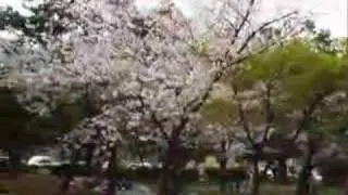 Sakura Flower Viewing