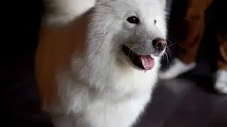The Charming Indian Spitz: A Furry Tale #IndianSpitz #DogLovers #PetDocumentary #FurryTale#DogBreeds