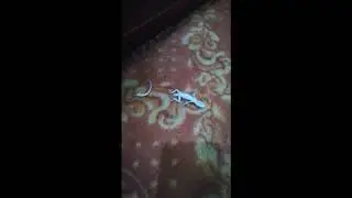 Chipkali ki Dum - Detached lizard tail wiggling  (REAL VIDEO)